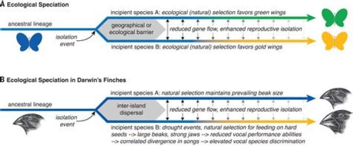 in order for speciation to occur, what must be true?