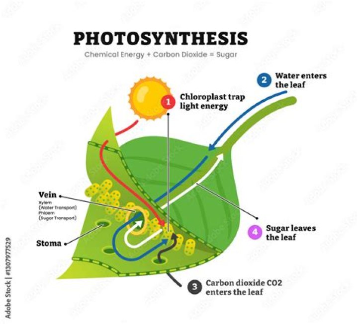 in photosynthesis, the carbon in co2 is initially fixed to what molecule?