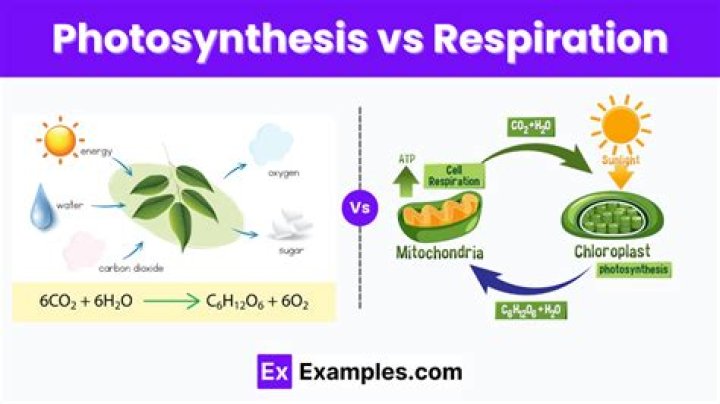 in what way are the processes of respiration and photosynthesis linked with each other?