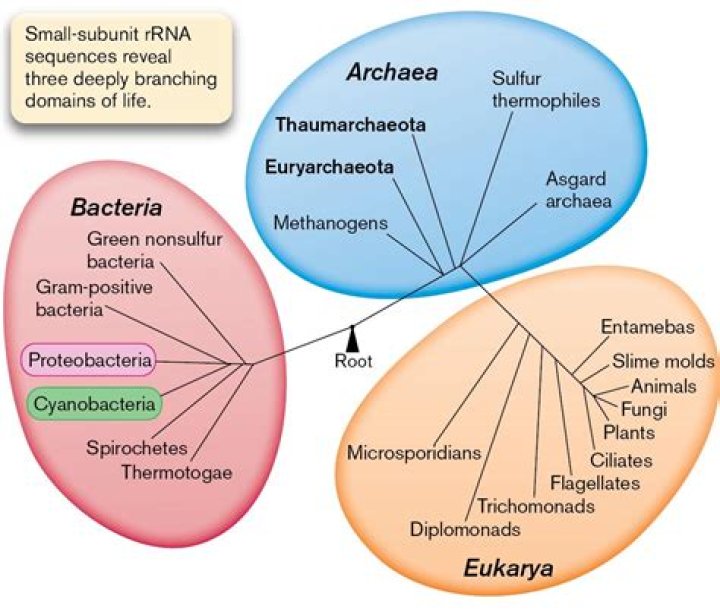 in what way is a member of domain archaea similar to a member of domain bacteria?