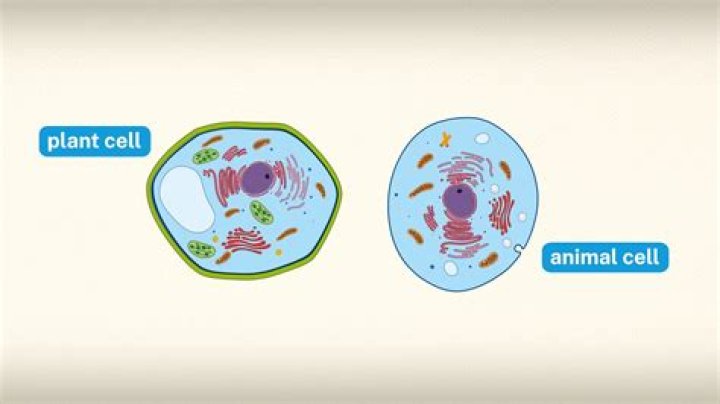 in what ways are nerve cells similar to others