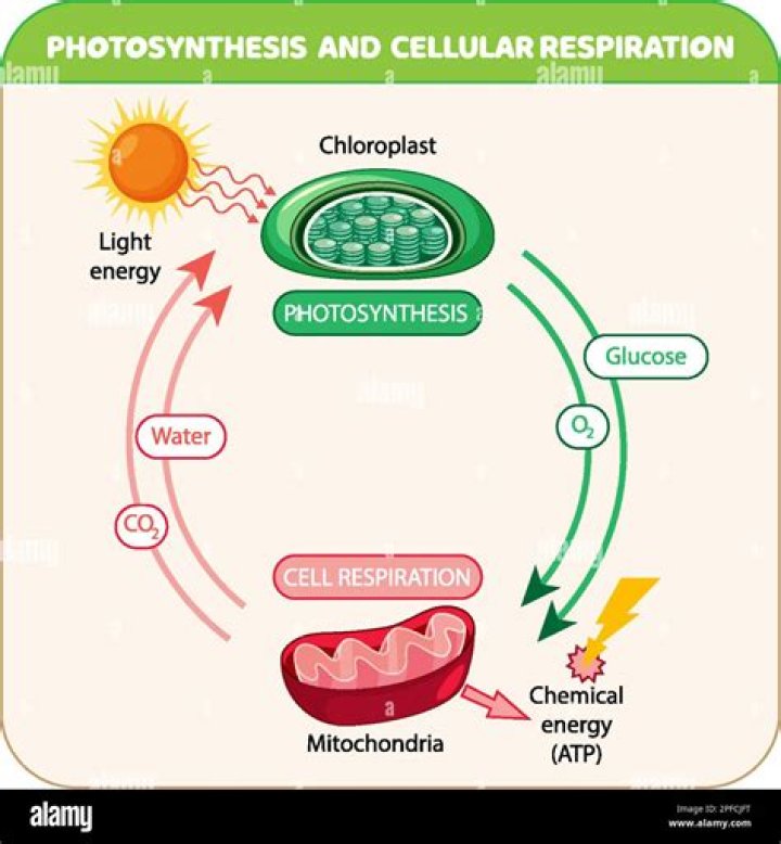 in what ways are photosynthesis and cellular respiration not alike
