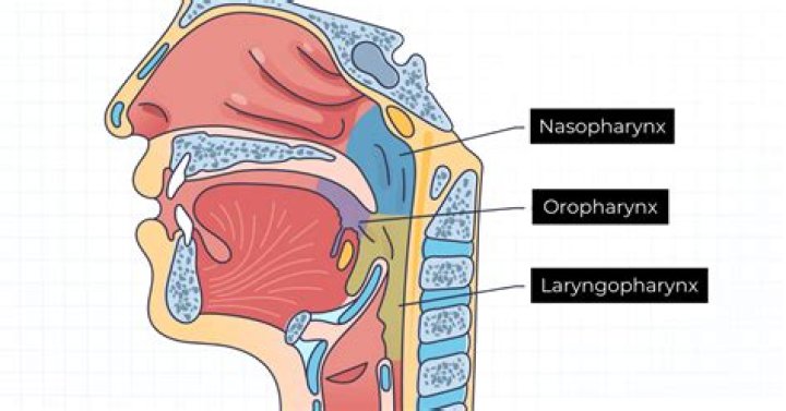 into what region of the pharynx do auditory tubes open?