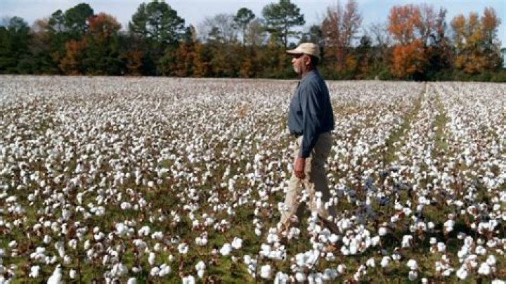 large farms where cotton was grown