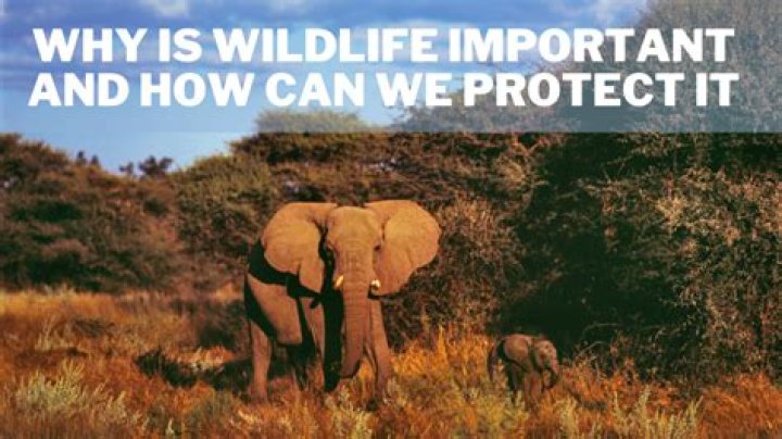 list three reasons why it is important to correctly identify wildlife