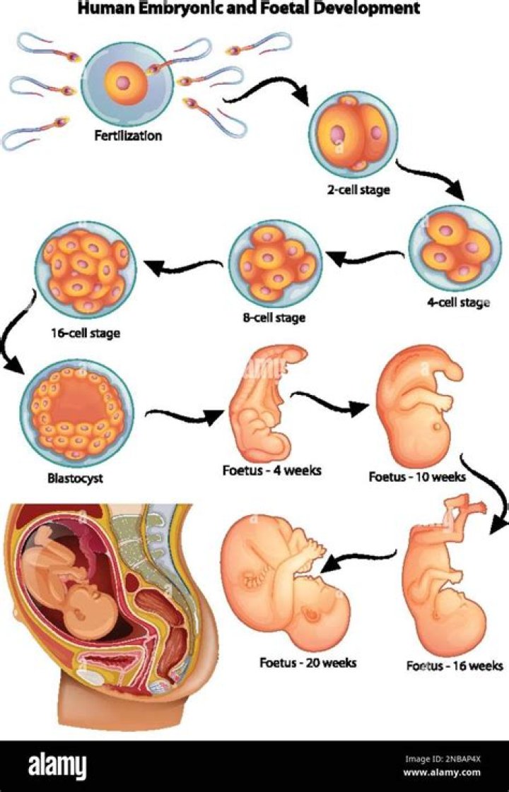 nearly all of the major organs are formed during what period?