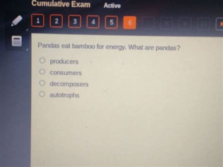 pandas eat bamboo for energy. what are pandas?