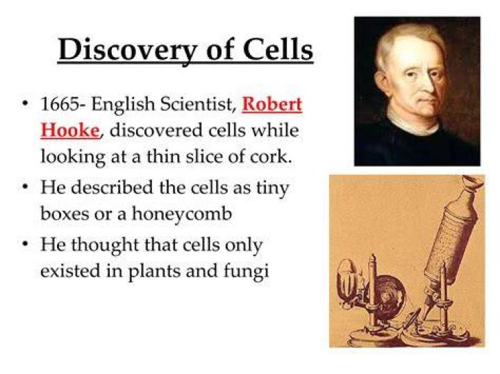 robert hooke discovered cells when viewing a under a microscope