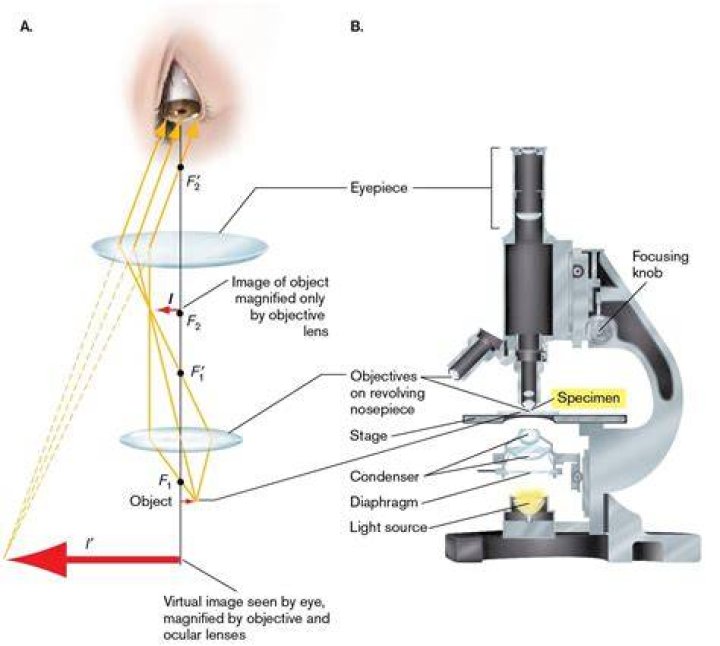 state how an electron microscope differs from a light microscope