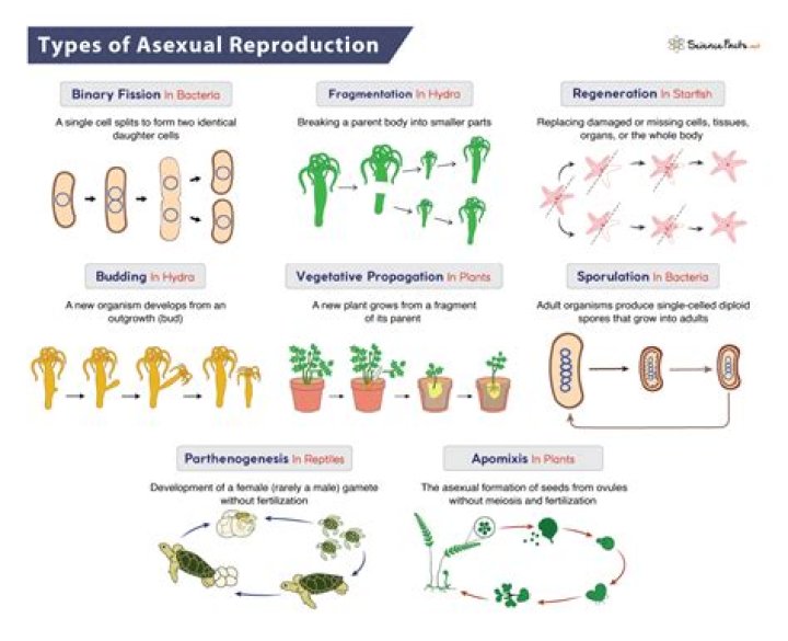 summarize the steps of sexual reproduction and explain how it increases genetic diversity