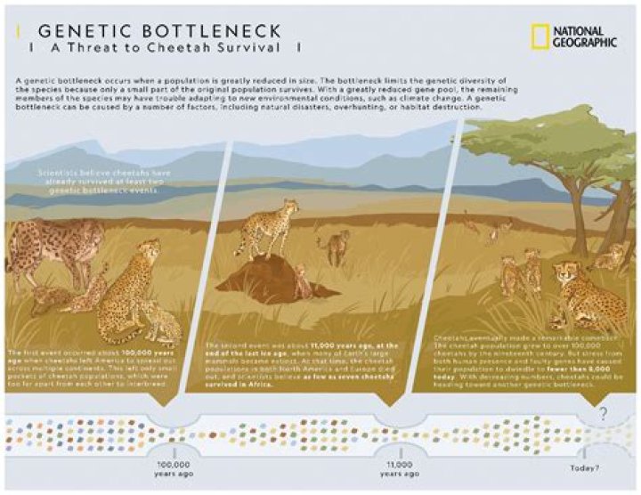the bottleneck effect is the loss of genetic diversity that occurs when