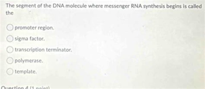 the segment of the dna molecule where messenger rna synthesis begins is called the