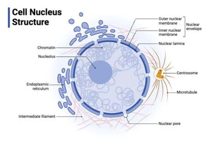 they transferred the nucleus of this cell to where?