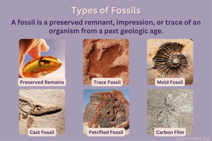 what accounts for the presence of marine fossils on mountaintops