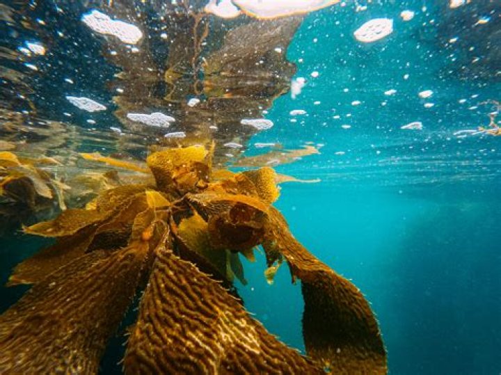 what accounts for the similarity between seaweeds and plants?