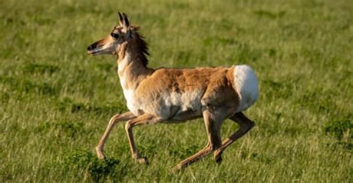 what animal can run the longest