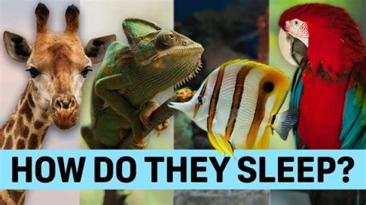 what animal can sleep for 3 years