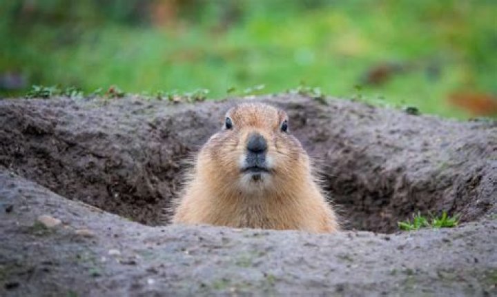 what animal dig a hole in the ground