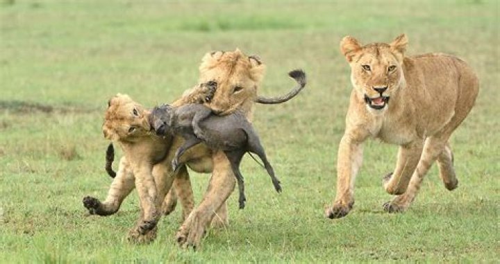 what animal eat lions - Lisbd-net.com