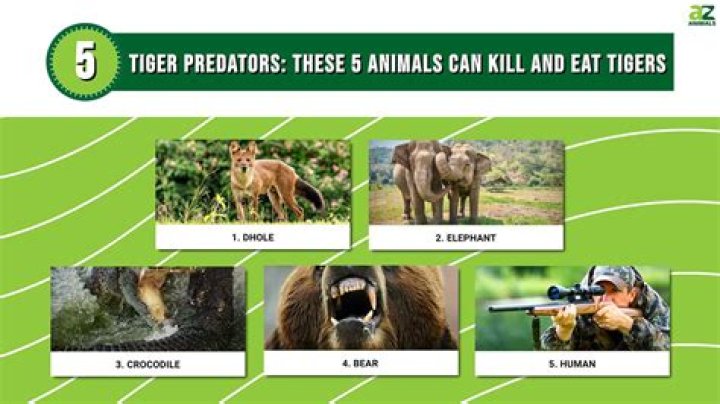 what animal eats a tiger