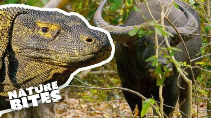 what animal eats buffalo - Lisbd-net.com