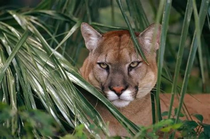what animal eats cougars - Lisbd-net.com