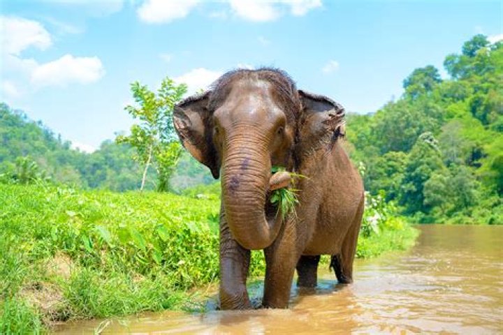 what animal eats elephants - Lisbd-net.com