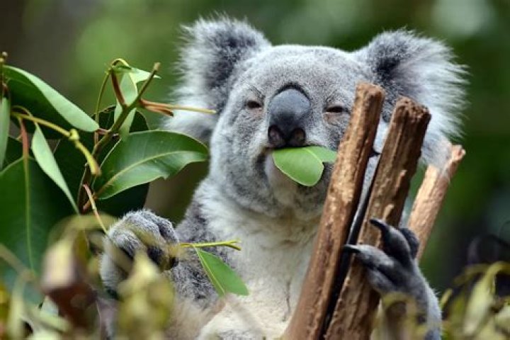 what animal eats eucalyptus leaves