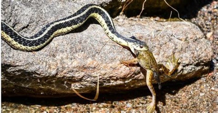 what animal eats garter snakes