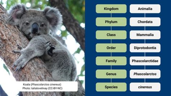 what animal eats koala bears