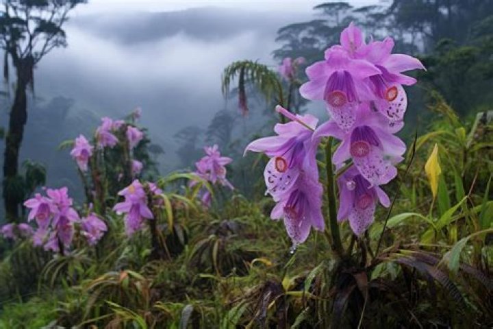 what animal eats orchids in the rainforest