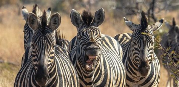 what animal eats zebras - Lisbd-net.com