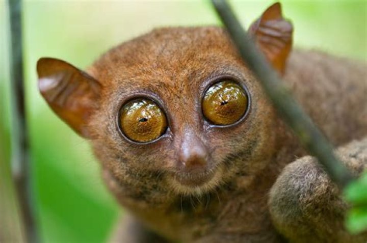 what animal has big eyes