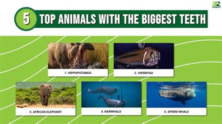 what animal has the biggest teeth