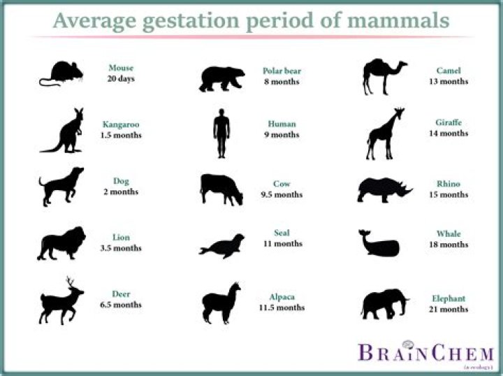 what animal is pregnant for 9 months