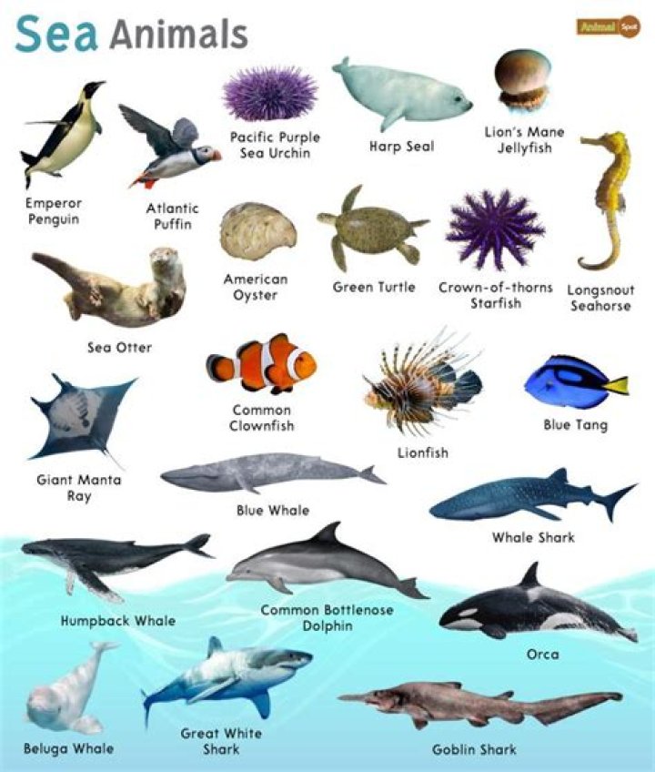 what animal is the king of the sea