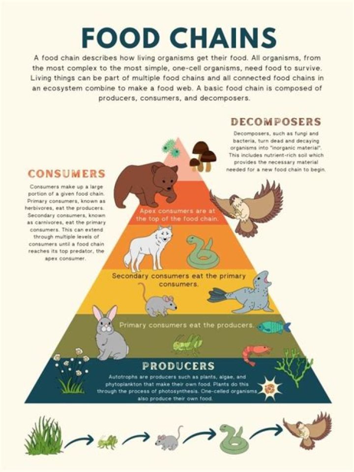 what animal is the top of the food chain