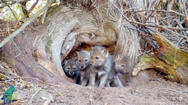what animal lives in a den