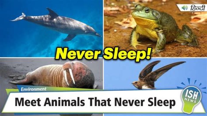 what animal never sleeps - Lisbd-net.com