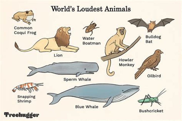 what animal produces the loudest sound