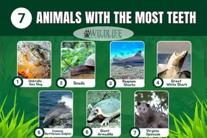 what animals are born with teeth