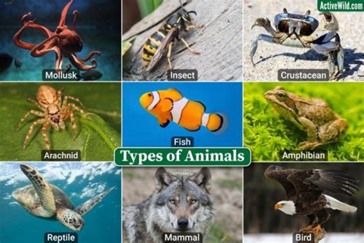 what animals don't have eyes