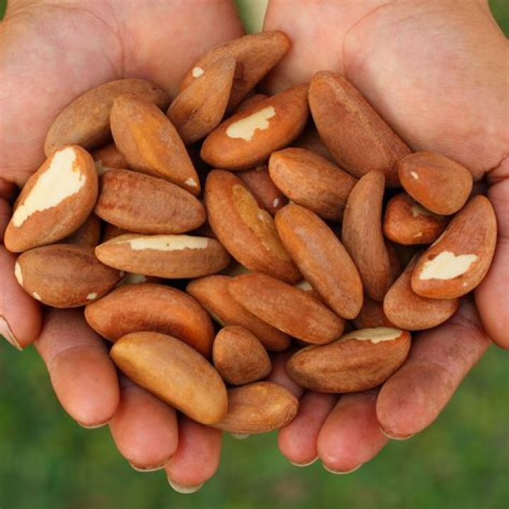 what animals eat brazil nuts