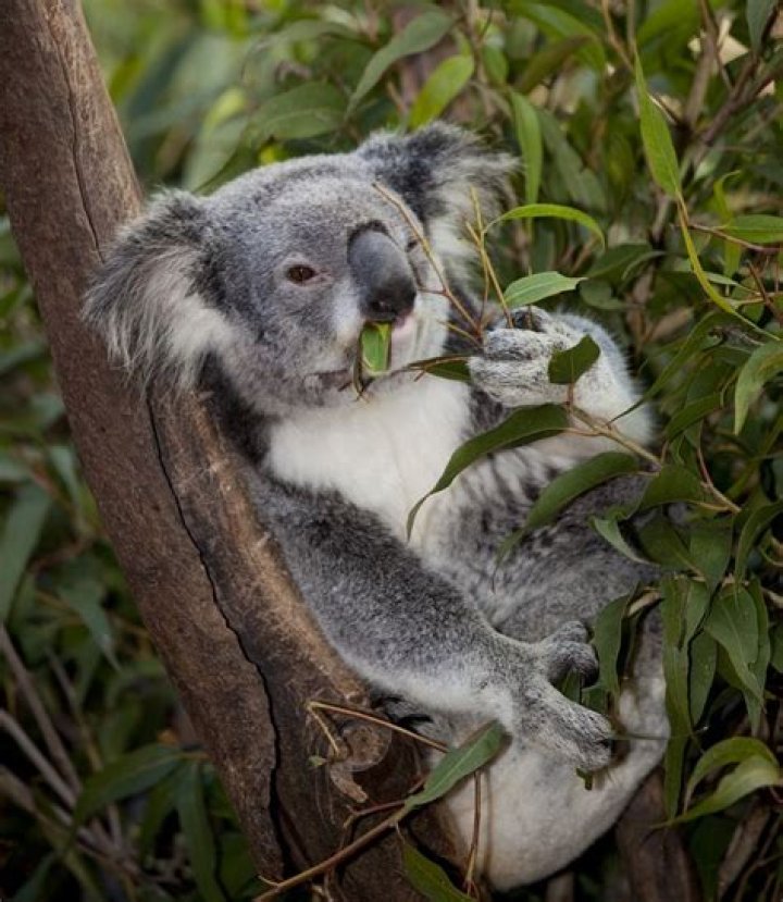 what animals eat eucalyptus leaves