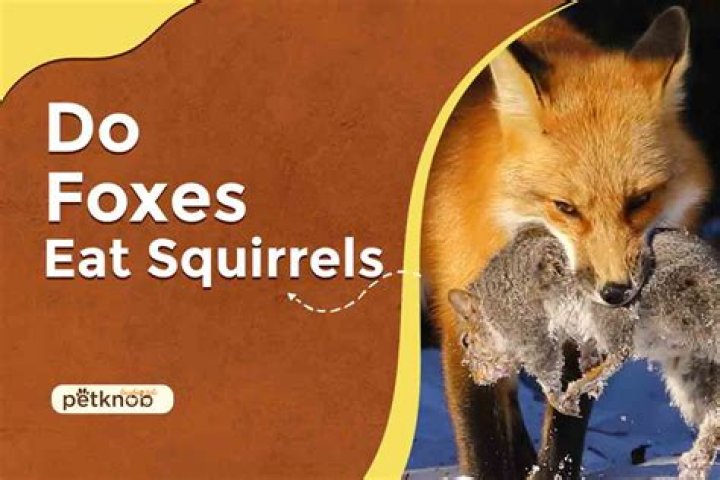 what animals eat foxes - Lisbd-net.com