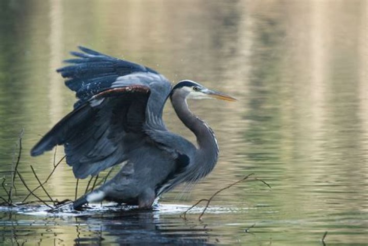 what animals eat herons - Lisbd-net.com