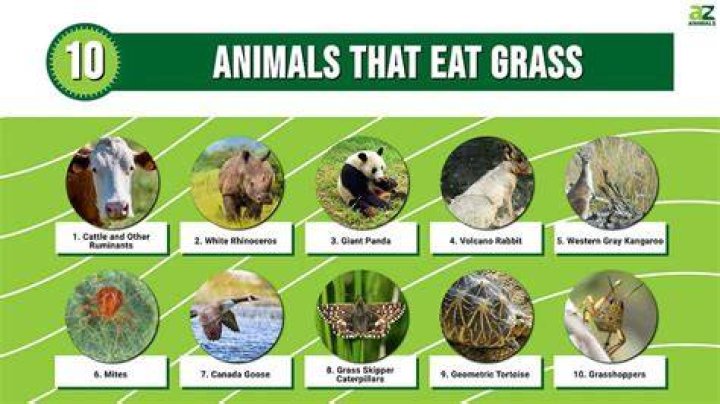 what animals eat seagrass - Lisbd-net.com