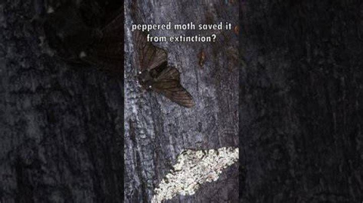 what animals eat the peppered moth
