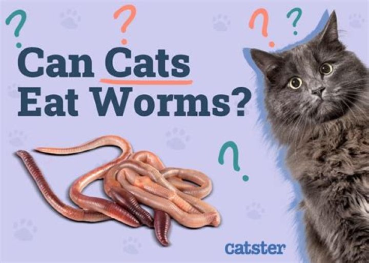 what animals eat worms - Lisbd-net.com