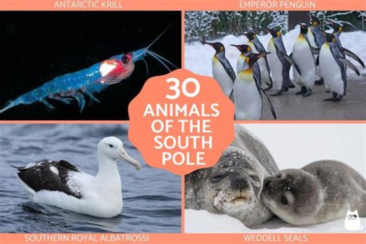 what animals live at the south pole